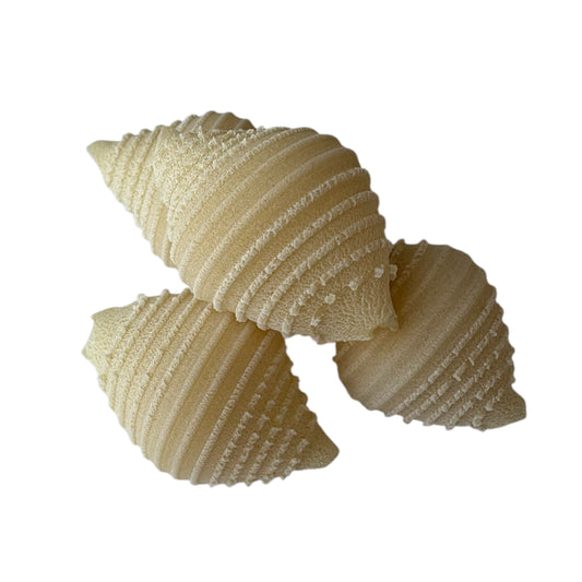 Conchiglie (shell)