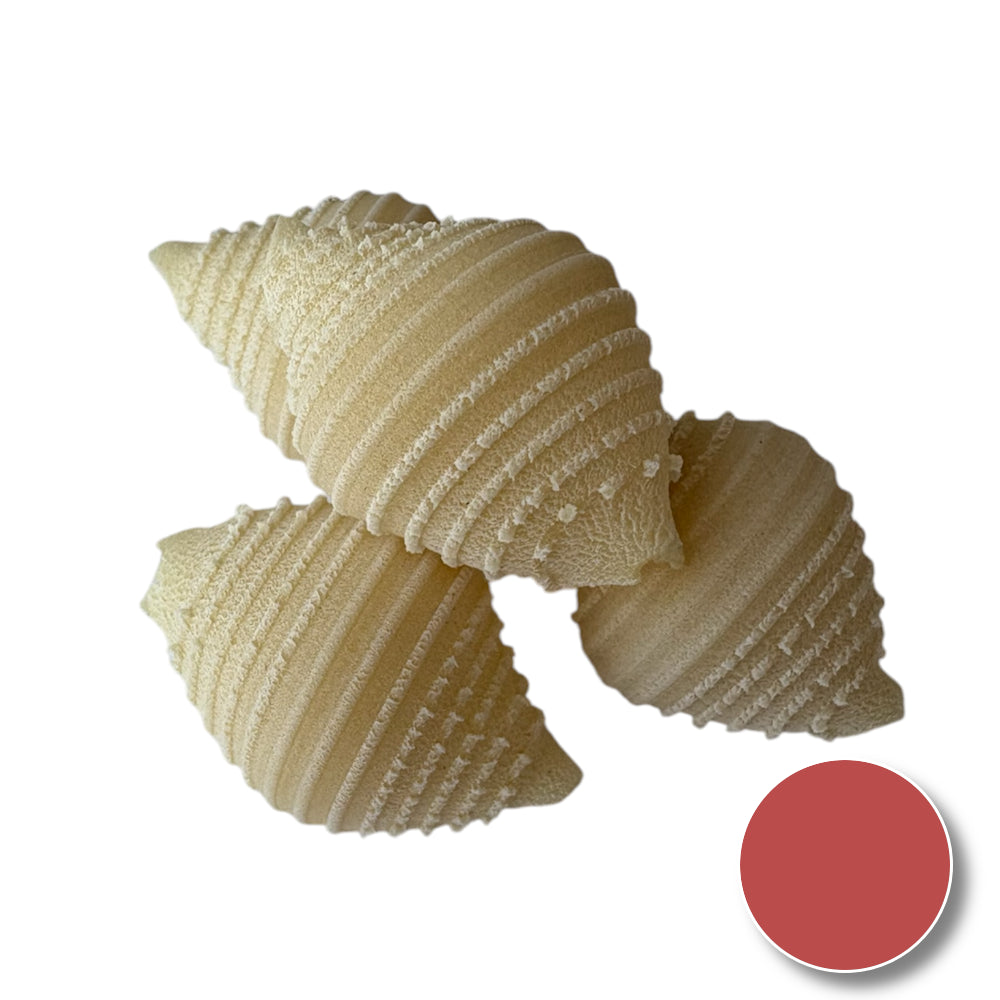 Conchiglie (shell)