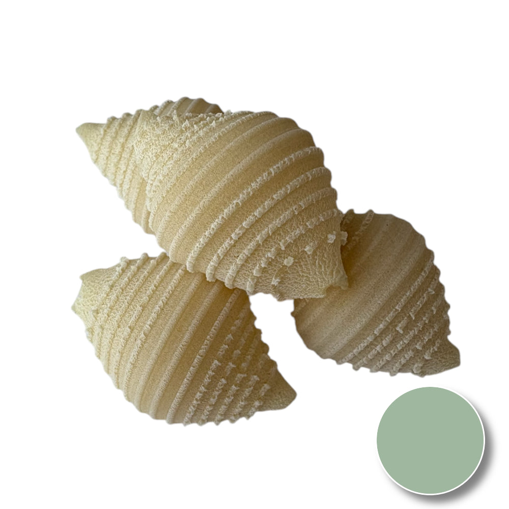 Conchiglie (shell)