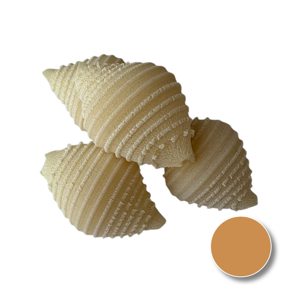 Conchiglie (shell)