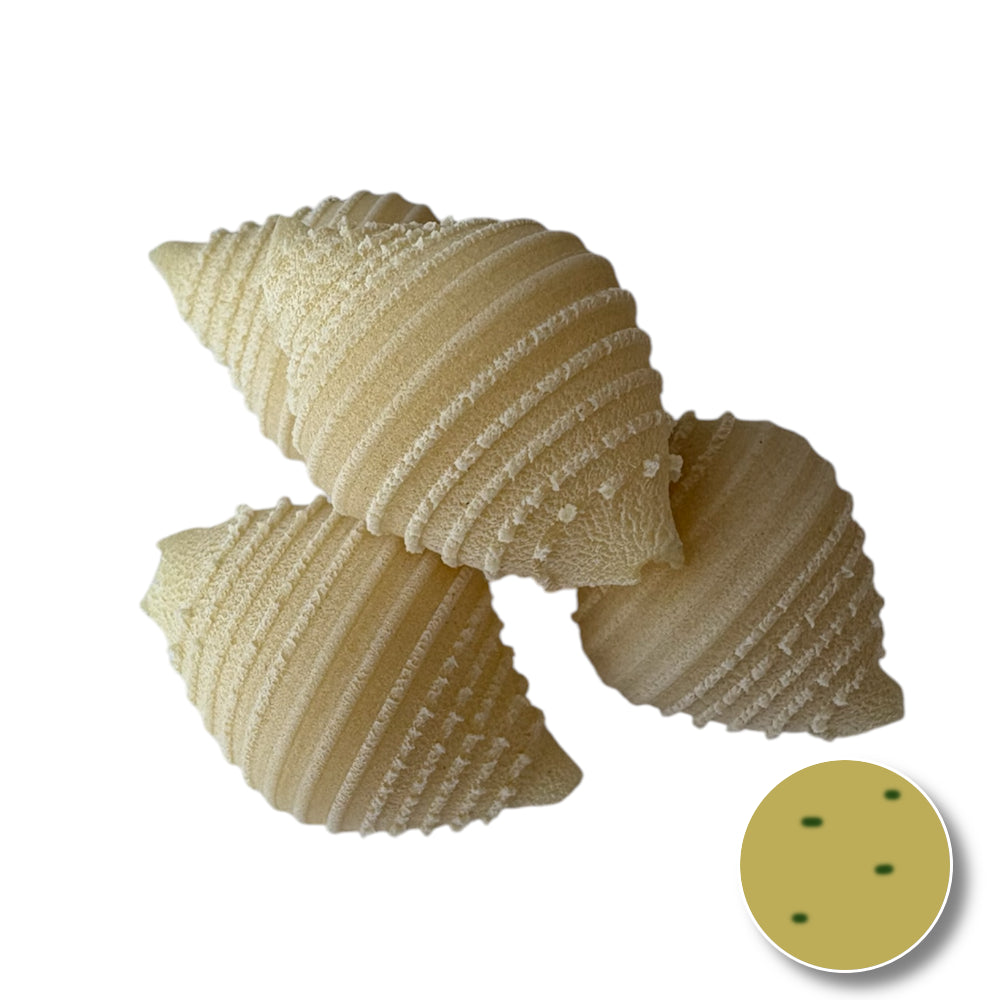 Conchiglie (shell)