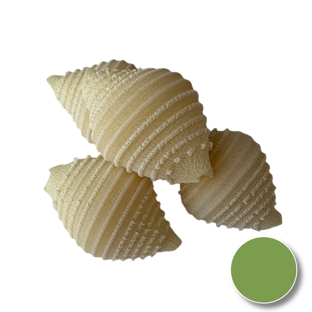 Conchiglie (shell)