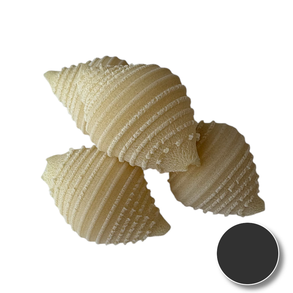 Conchiglie (shell)